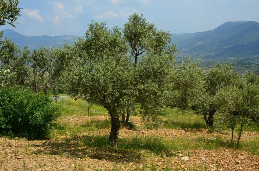 Ηλικιωμένος άντρας προσπάθησε να κλαδέψει μία ελιά και τον καταπλάκωσε