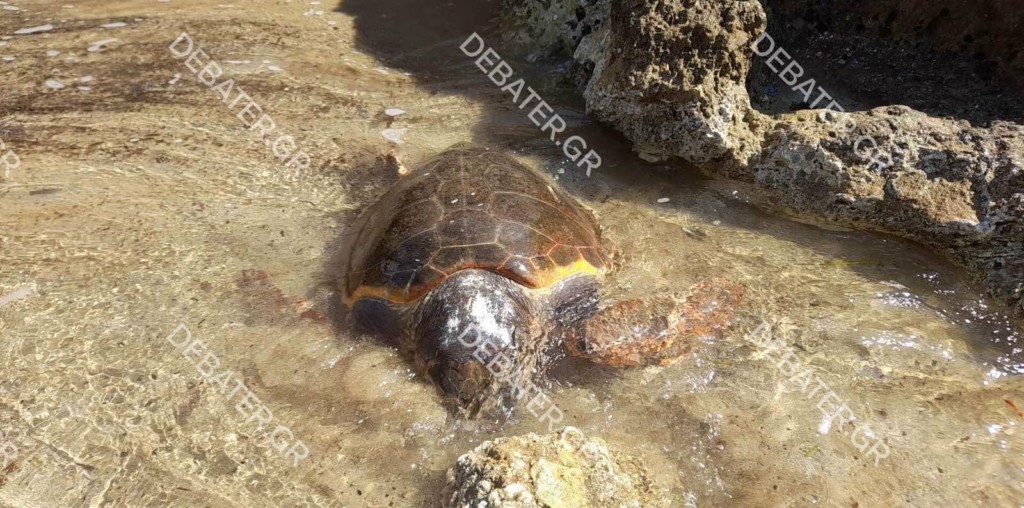 Νεκρή χελώνα ξεβράστηκε στην ακτή της παραλίας Μαρίκες στη Ραφήνα (vid&pic)