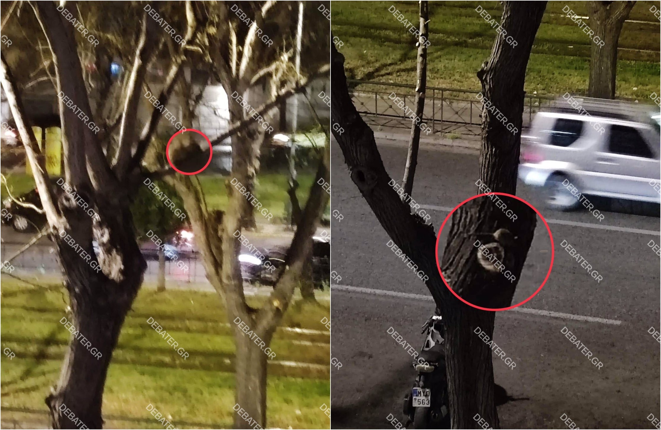 Καταγγελία στο DEBATER για “αρουραίους σε μέγεθος περιστεριών” σε περιοχή της Αττικής (pics&vid)