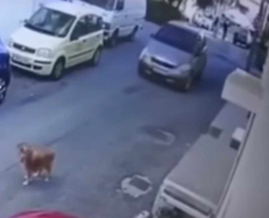 Σοκαριστικό περιστατικό στο Ηράκλειο – Οδηγός πάτησε εν ψυχρώ σκύλο (vid)