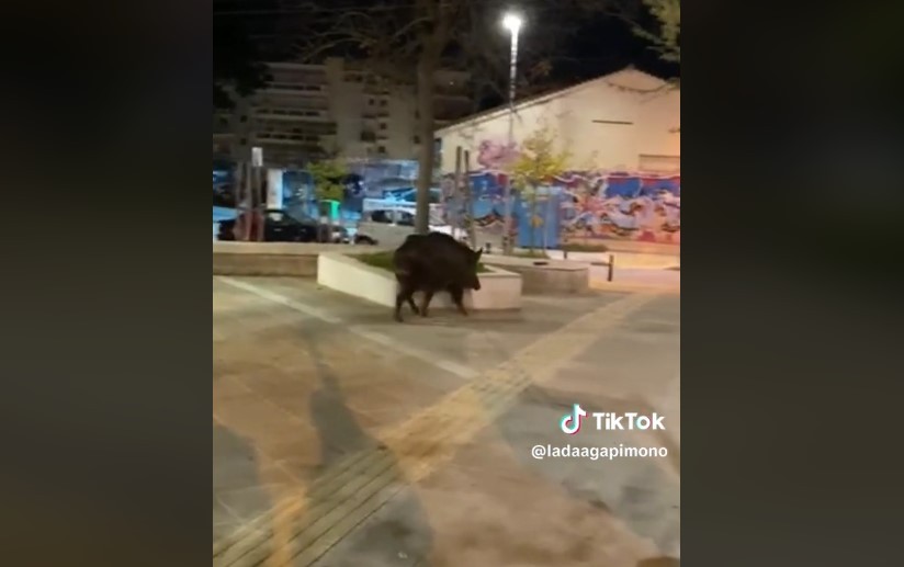 Απίστευτο κι όμως ελληνικό – Μεγάλη εβδομάδα εμφανίστηκε στη Θεσσαλονίκη ένα αγριογούρουνο! (vid)