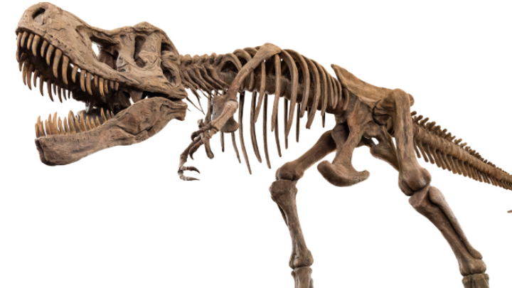 Σκελετός T-Rex “έπιασε” 5,6 εκατομμύρια ευρώ σε δημοπρασία – Φτάνει περίπου τα 4 μέτρα