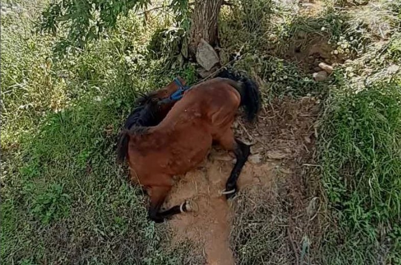 Τζια: Οργή για το άλογο που βρέθηκε να κρέμεται παστουρωμένο σε πλαγιά