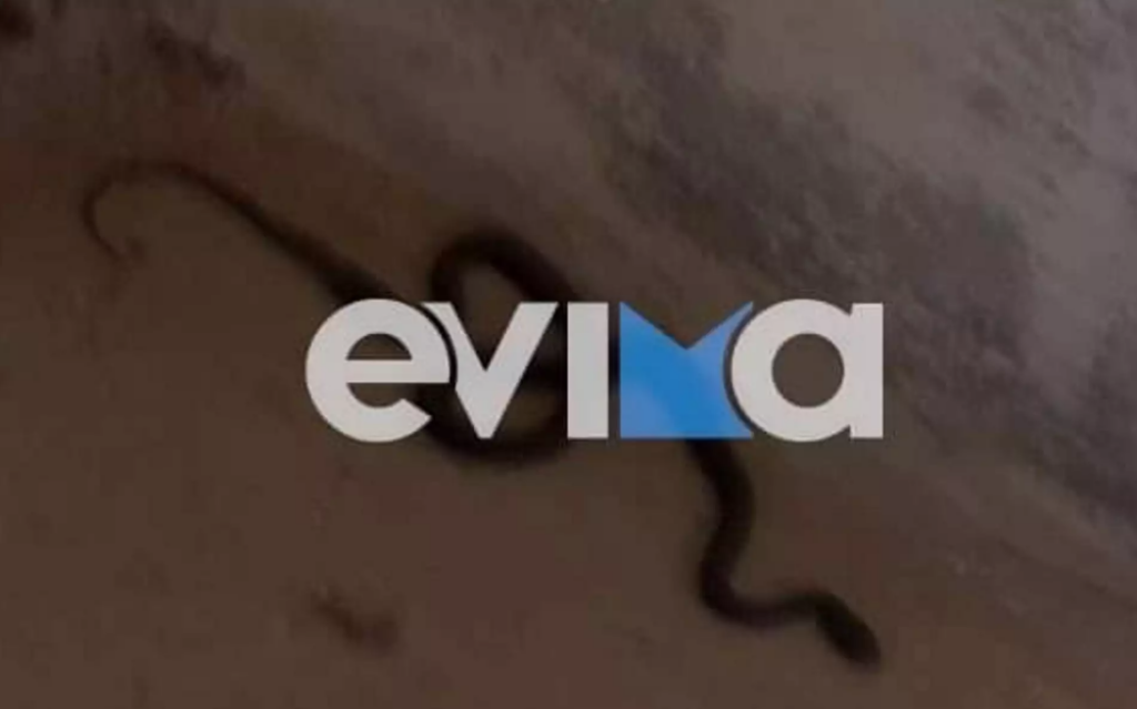 Σκύρος: Υπάλληλος βρήκε φίδι στο γραφείο του