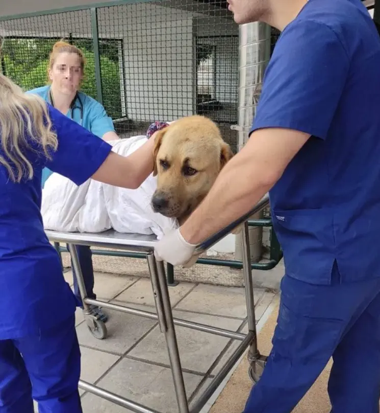 Θεσσαλονίκη: Ασυνείδητος άφησε παράλυτο αδέσποτο που χτύπησε με το αυτοκίνητό του