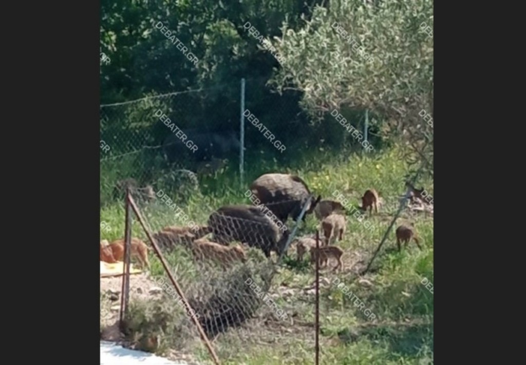 Οικογένεια αγριογούρουνων κάνει βόλτες στους Θρακομακεδόνες – Βίντεο από την επέλαση τους