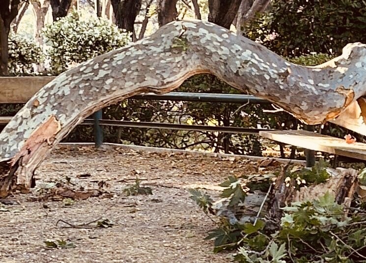 Παραλίγο τραγωδία στο Ζάππειο – Τεράστιο κλαδί καταπλάκωσε τρεις τουρίστες