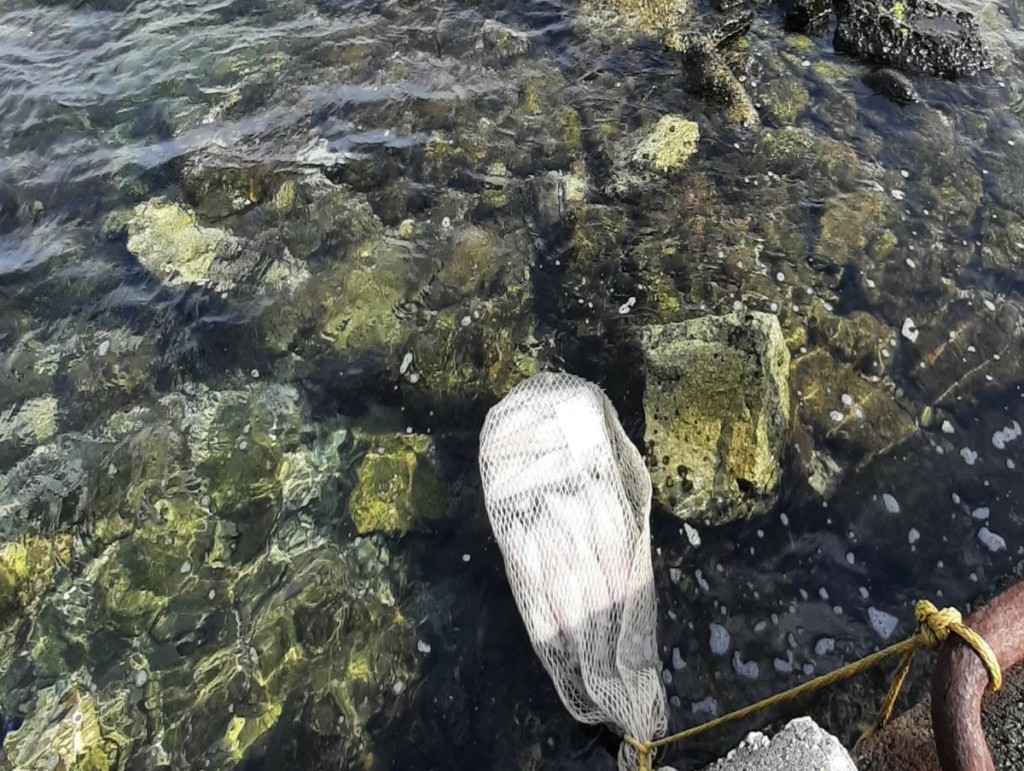 Ταβέρνα στη Νάξο ξεπαγώνει στη θάλασσα κατεψυγμένα καλαμάρια για να τα πουλήσει ως φρέσκα (pics&vid)