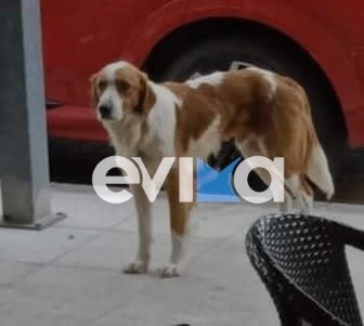 Οργή στην Εύβοια – Πυροβόλησαν το σκυλάκι – μασκότ της Κύμης