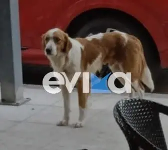 Οργή στην Εύβοια – Πυροβόλησαν το σκυλάκι – μασκότ της Κύμης