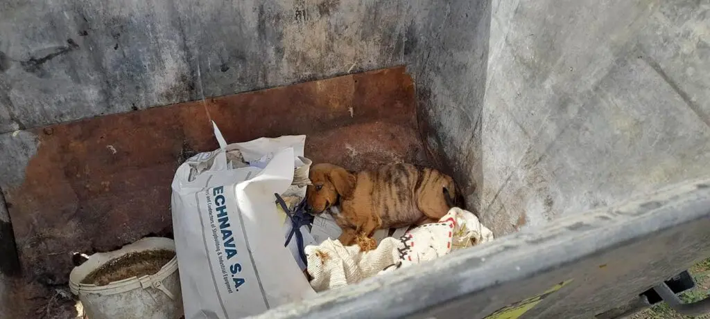 Πέταξαν κουτάβι σε κάδο σκουπιδιών – Εικόνες «γροθιά» στο στομάχι