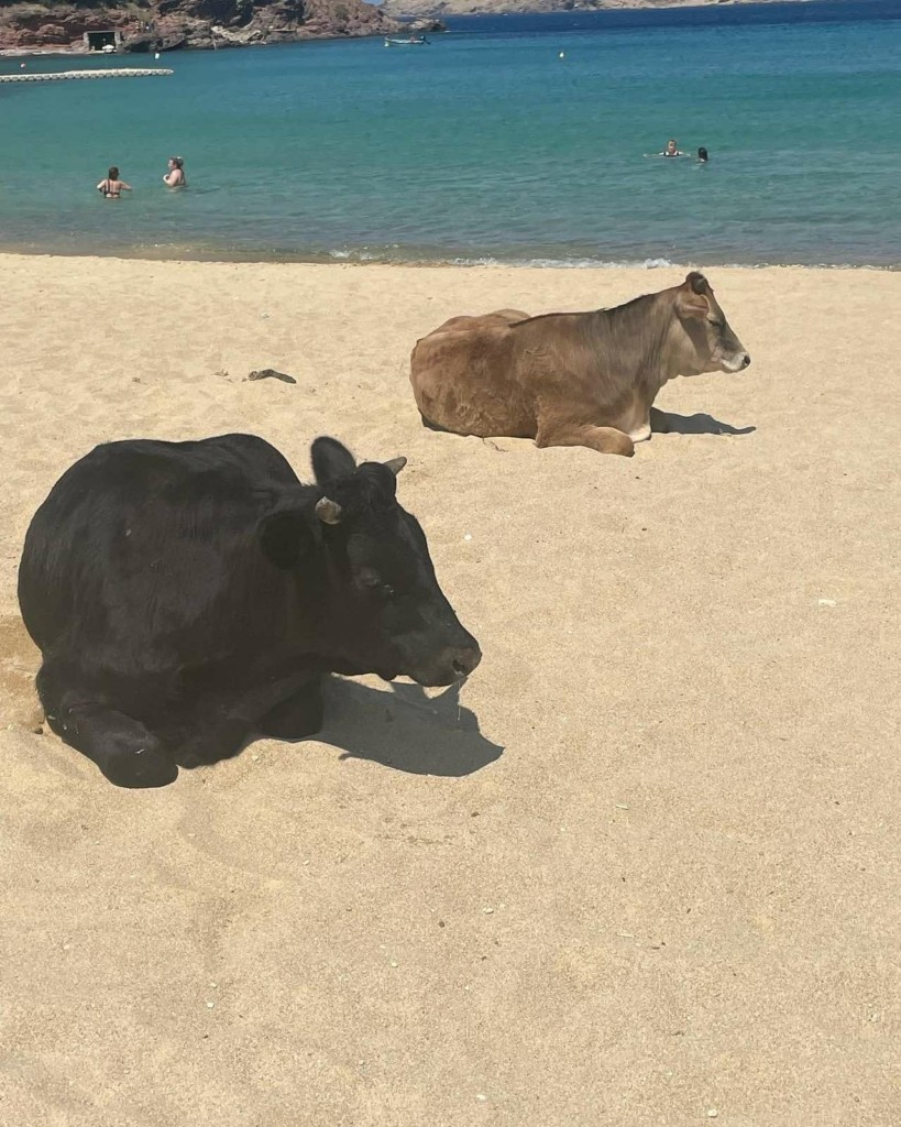 Μύκονος: Αγελάδες στην παραλία γνωστού beach bar – Οι εικόνες που έγιναν viral