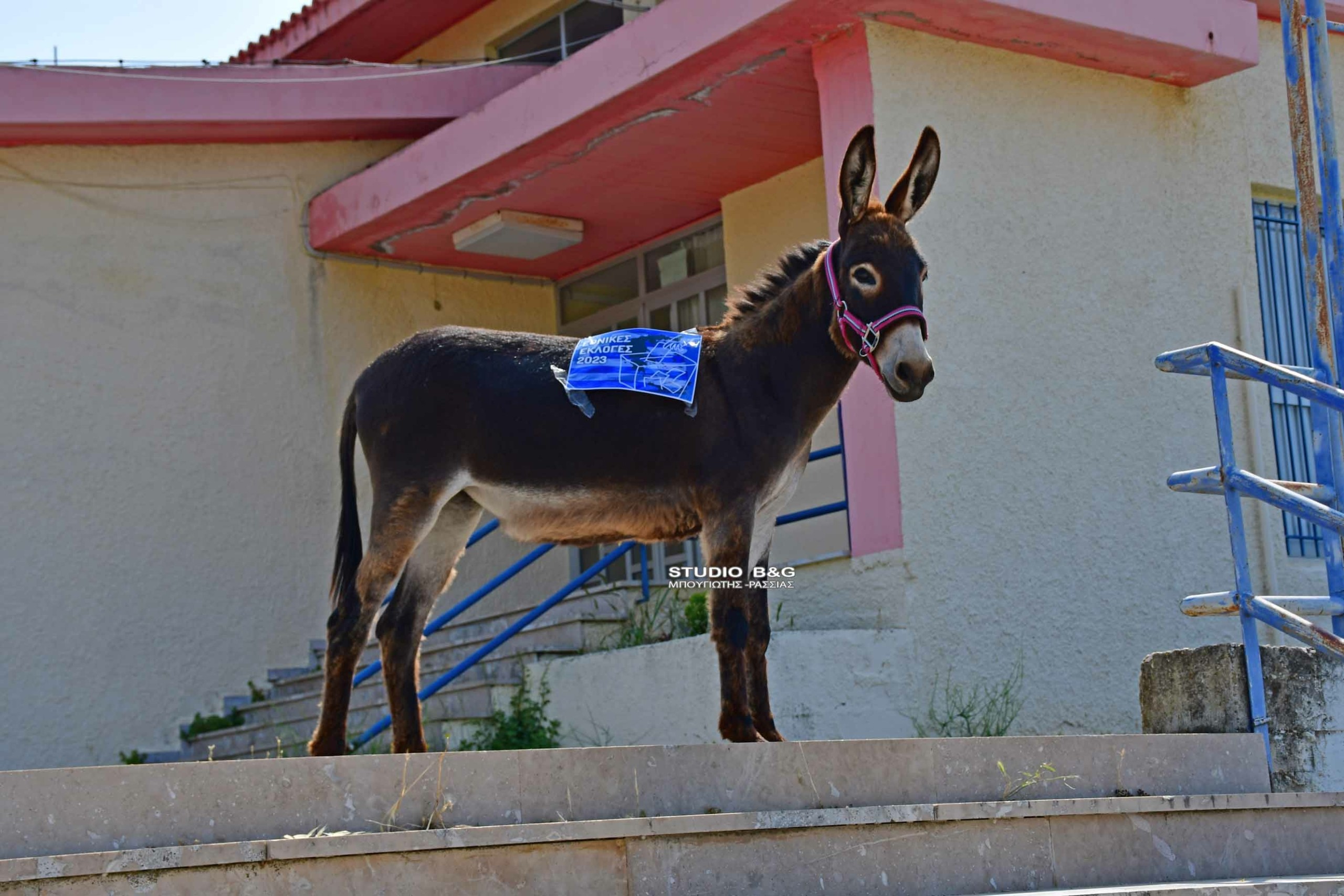 Viral ο γάιδαρος που πήγε να… “ψηφίσει” στο Ναύπλιο (pics&vid)