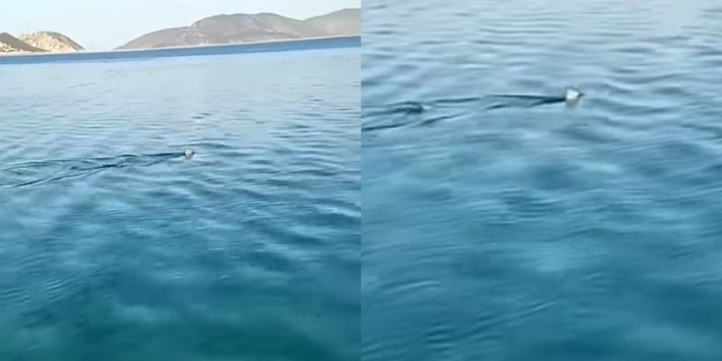 Viral ο καρχαρίας που κάνει βόλτες στον Κορινθιακό – Το βίντεο με το πτερύγιο που “σκίζει” τα νερά
