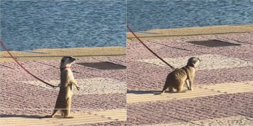 “Ο Τιμόν στη Σαλαμίνα” – Viral στο TikTok η σουρικάτα που βγήκε…  βόλτα