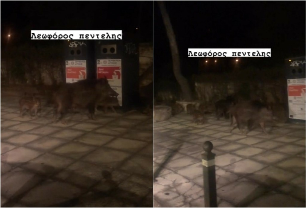 Επιδρομή από… αγριογούρουνα στη Λεωφόρο Πεντέλης (vid)