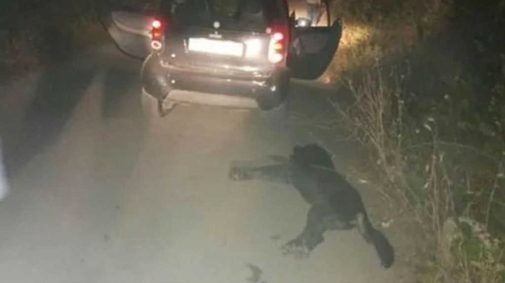 Νέα κακοποίηση σκυλιού στο Βόλο – Έδεσαν αδέσποτο και το έσερναν με το ΙΧ