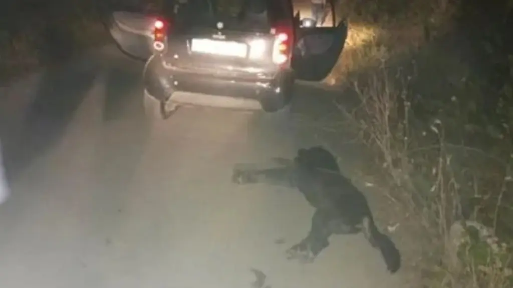 Νέα κακοποίηση σκυλιού στο Βόλο – Έδεσαν αδέσποτο και το έσερναν με το ΙΧ