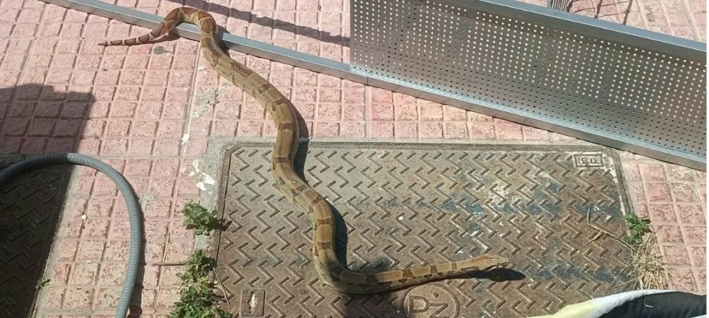 Τεράστιος βόας έκανε βόλτες στη Σάμο – Αναστάτωση στο Καρλόβασι (vid)