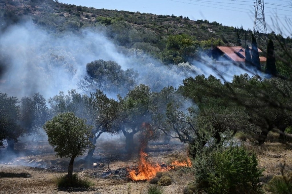 Φωτιά στην Τανάγρα – Οριοθετήθηκε άμεσα