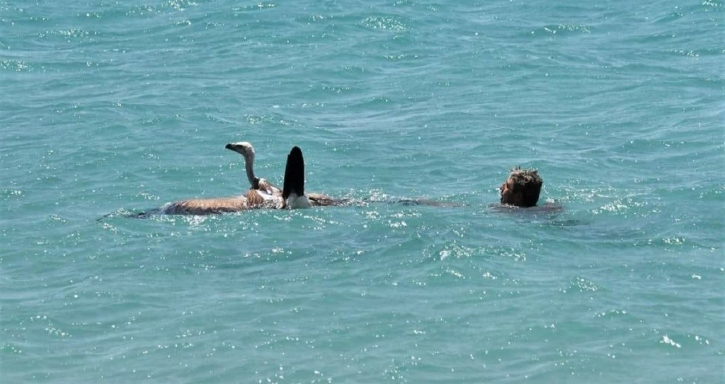 Θρίλερ με γύπα στην Κρήτη – Έπεσε στη θάλασσα και κινδύνεψε να πνιγεί (pics)