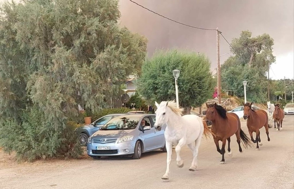 Ανατριχιαστική φωτογραφία από τη Ρόδο – Άλογα τρέχουν να σωθούν από τις φλόγες