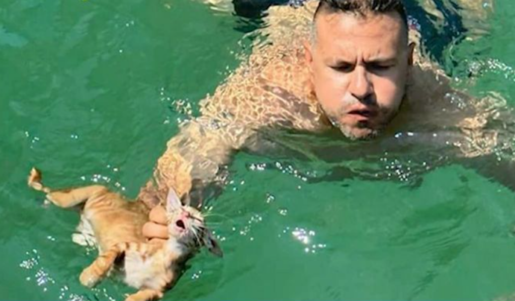 Σαλαμίνα: Μέλος πληρώματος ferry boat βούτηξε να σώσει γατάκι που πνιγόταν
