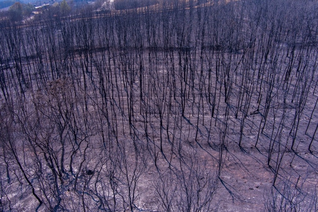 Meteo: Έγιναν στάχτη περισσότερα από 1.200.000 στρέμματα