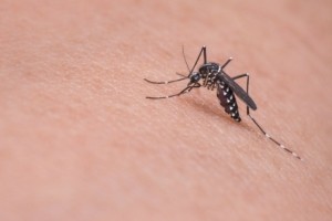 Ιός του Δυτικού Νείλου: 5 νέοι θάνατοι και 58 κρούσματα σε μία εβδομάδα – 32 ασθενείς σε ΜΕΘ