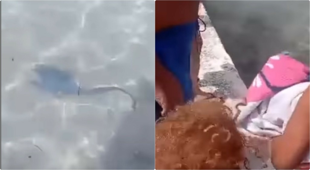 Baby shark στη Σαλαμίνα: Η στιγμή που μικρός καρχαρίας εμφανίζεται στα ρηχά (vid)
