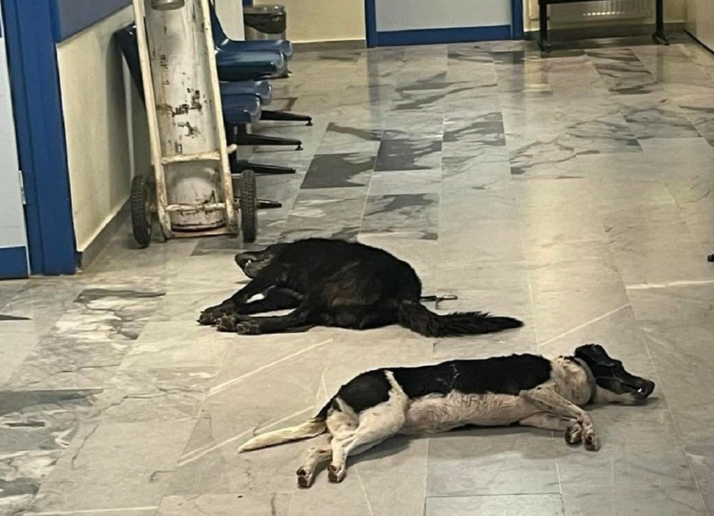 Κτηνωδία στη Μεθώνη – Σκυλιά Ιταλών τουριστών πέθαναν από φόλες (pic)