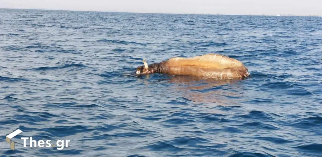 Bρήκαν νεκρή αγελάδα να επιπλέει στον Θερμαϊκό – Δείτε το βίντεο