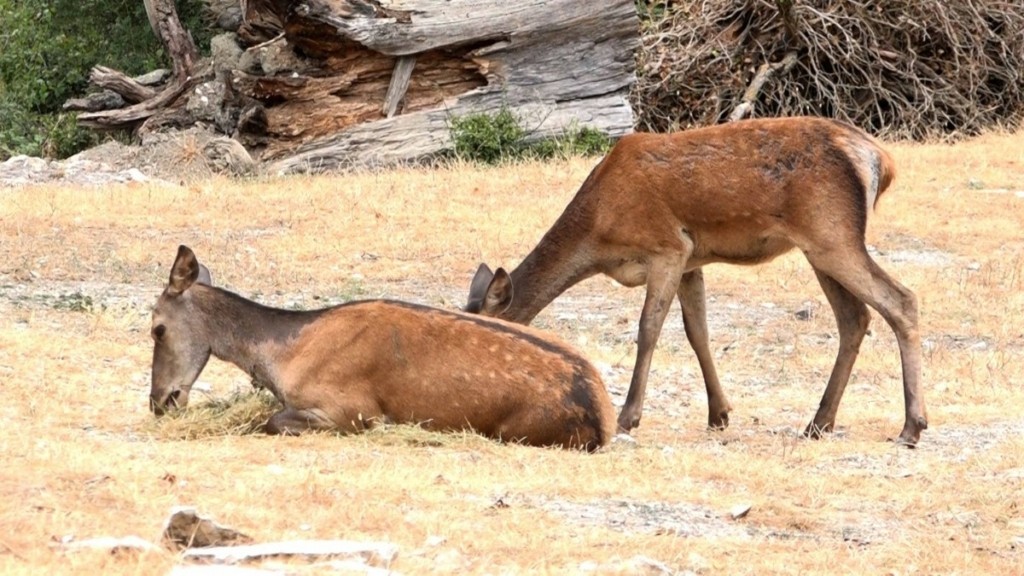 Ξεκίνησε πρόγραμμα σίτισης ελαφιών σε περιοχές της Ρόδου που επλήγησαν από την πυρκαγιά