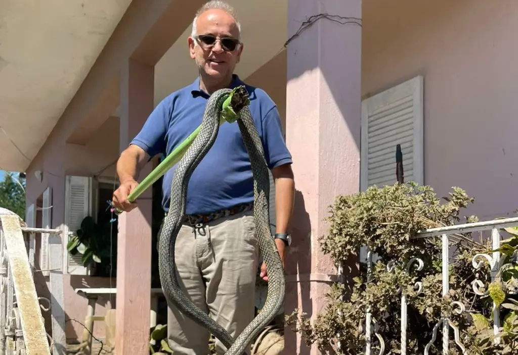 Φίδι 2,5 μέτρων βγήκε από τα λασπόνερα και μπήκε σε σπίτι στην Καρδίτσα