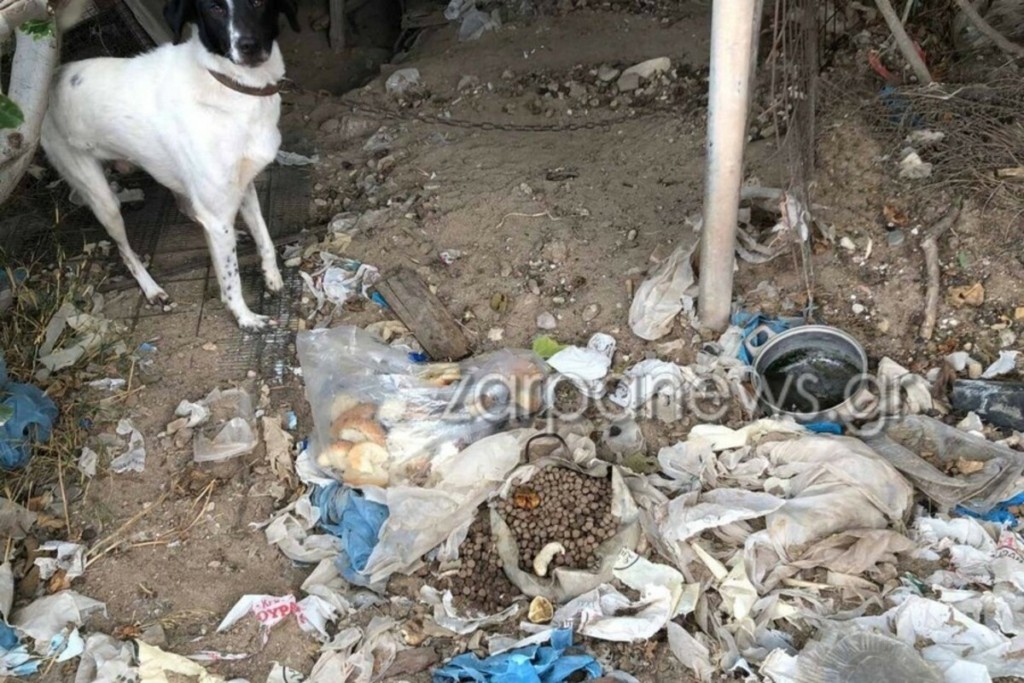 Κρήτη: Σκύλος ζούσε δεμένος μόνιμα με κοντή αλυσίδα μέσα στα σκουπίδια (Pic)