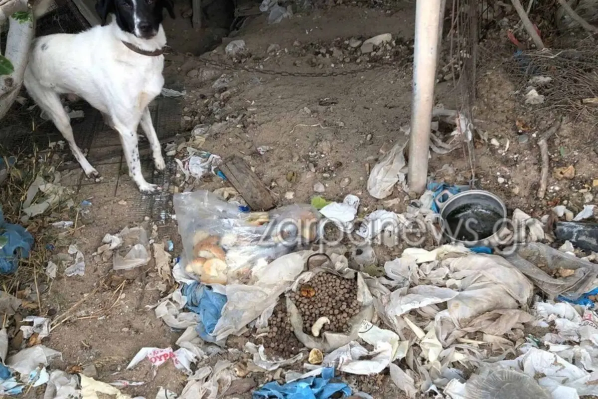 Κρήτη: Σκύλος ζούσε δεμένος μόνιμα με κοντή αλυσίδα μέσα στα σκουπίδια (Pic)