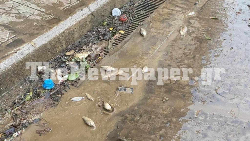 Ψάρια σπαρταρούν στους δρόμους του Βόλου – Εικόνες σοκ από την κακοκαιρία Elias (vid)