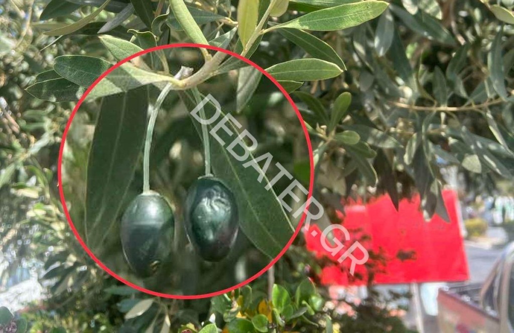 Με σκοπιές φυλάνε τα ελαιόδεντρα – Το κόλπο για να εντοπίζουν τις κλεμμένες ελιές