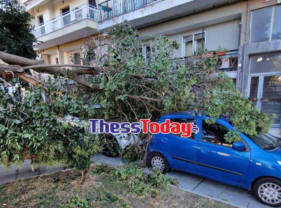 Έριξαν δέντρα οι θυελλώδεις άνεμοι στη Θεσσαλονίκη – Ζημιές σε αυτοκίνητα (pics&vid)