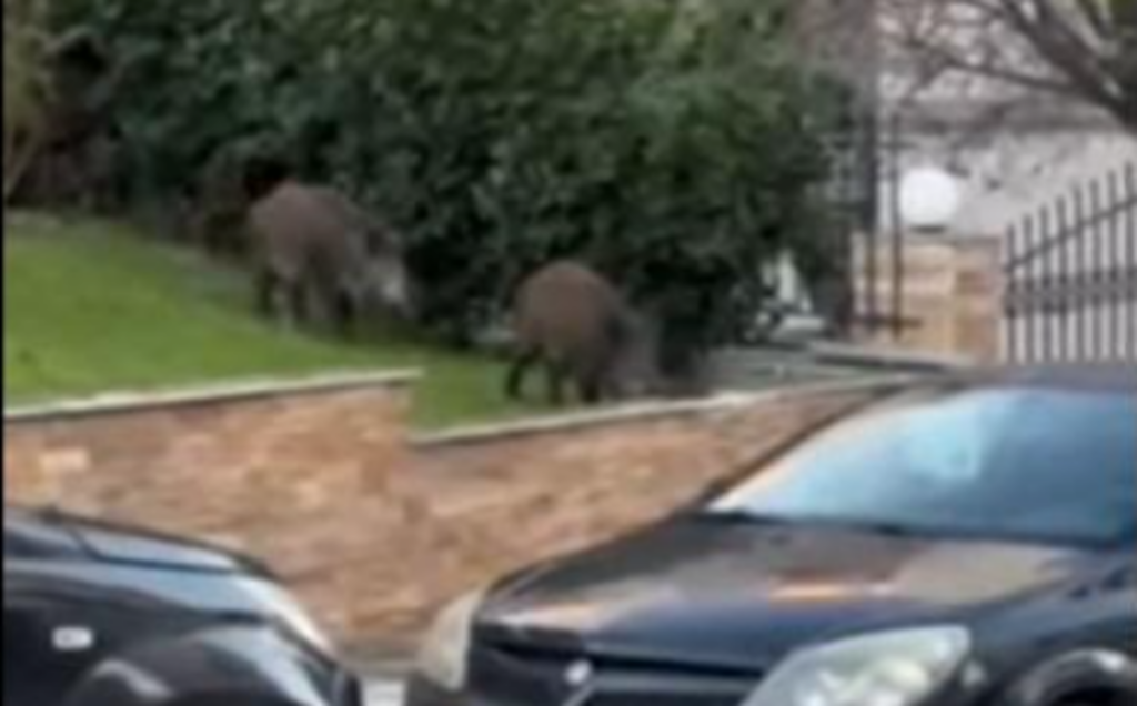 Θεσσαλονίκη: Αγριογούρουνα “κόβουν βόλτες” σε Καλαμαριά και Χαριλάου (Vid)