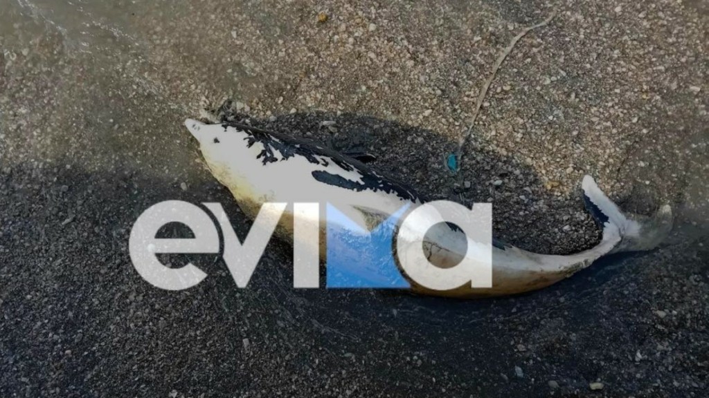 Νεαρό δελφίνι ξεβράστηκε νεκρό στην Εύβοια
