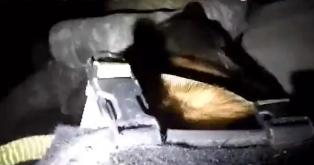 Το Ισραήλ χρησιμοποιεί εκπαιδευμένα σκυλιά που κυνηγούν μαχητές της Χαμάς μέσα στα τούνελ στη Γάζα