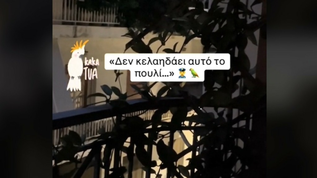 Χαμός σε γειτονιά της Αθήνας – Κάλεσαν την αστυνομία για έναν… παπαγάλο (pic&vid)