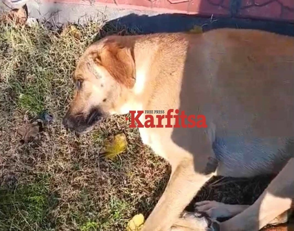 Κακουργηματική δίωξη στον 50χρονο στη Θεσσαλονίκη που μαχαίρωσε αδέσποτο σκυλί