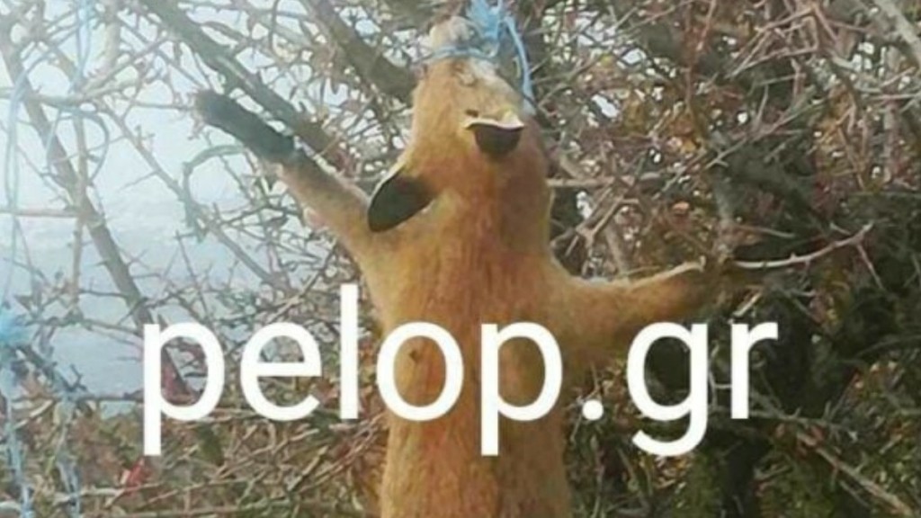 Κτηνωδία στην Πάτρα: Αλεπού βρέθηκε φιμωμένη και κρεμασμένη σε δέντρο