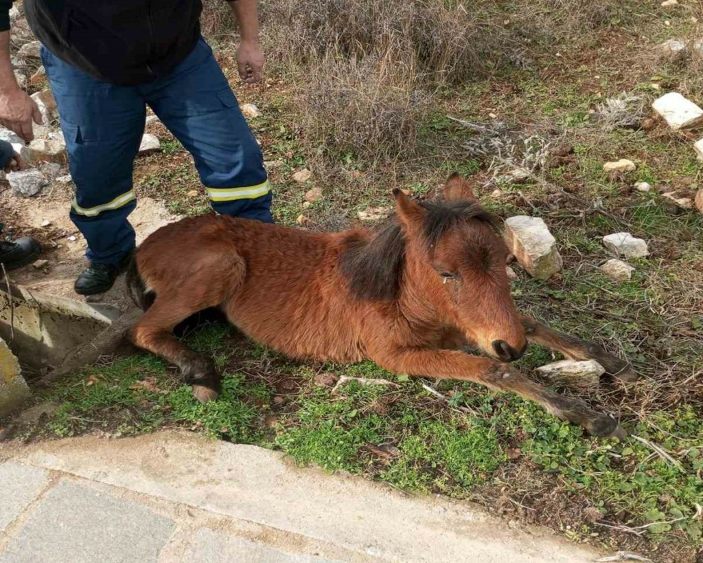 Ήρωες πυροσβέστες στην Ξάνθη διέσωσαν άλογο που είχε εγκλωβιστεί σε φρεάτιο (pics)