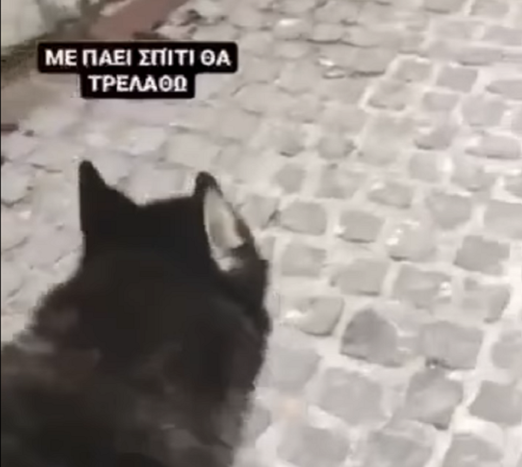 Συγκινητικό βίντεο του Όλιβερ – Συνοδεύει στο σπίτι του παιδάκι στην Αράχωβα