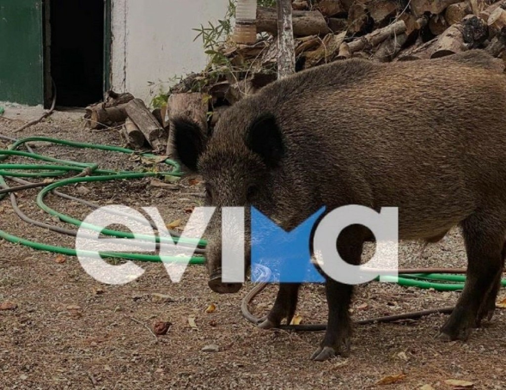 Κάρυστος: Αγριογούρουνο επιτέθηκε σε κυνηγό
