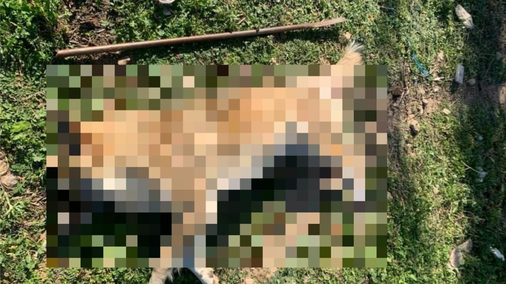 Νέα υπόθεση Όλιβερ στα Μέγαρα – Σκυλίτσα εντοπίστηκε νεκρή και κακοποιημένη 