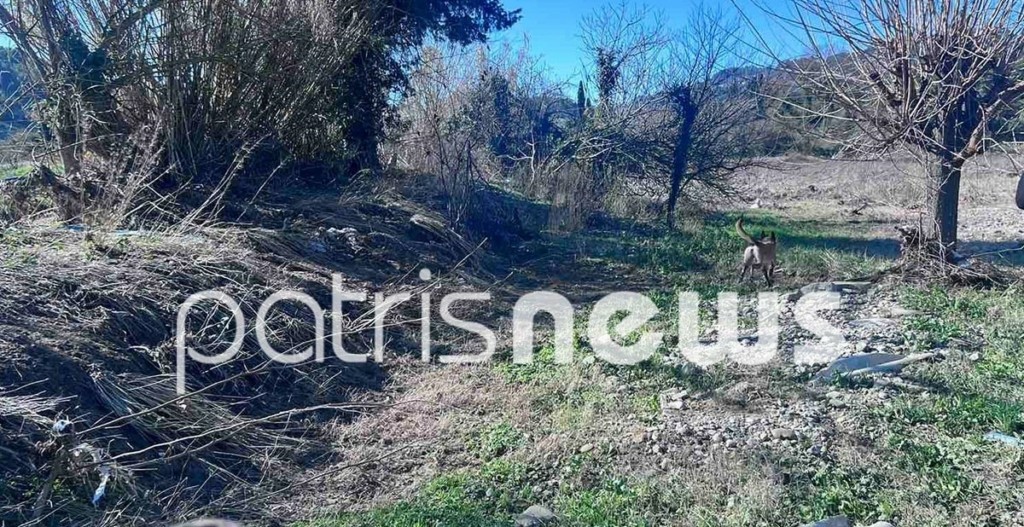Πλουτοχώρι Ηλείας: Στη «μάχη» για τον εντοπισμό του 45χρονου που παρασύρθηκε από ορμητικά νερά ο Echo και δύο ακόμη σκύλοι έρευνας και διάσωσης